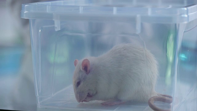 可爱的小白鼠塑料箱，兽医诊所服务，科学实验