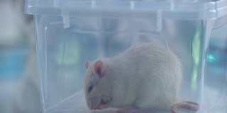 可爱的小白鼠塑料箱，兽医诊所服务，科学实验