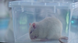 可爱的小白鼠塑料箱，兽医诊所服务，科学实验视频素材模板下载