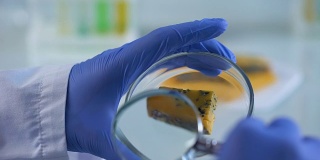 科学家用放大镜分析奶酪样本，营养质量