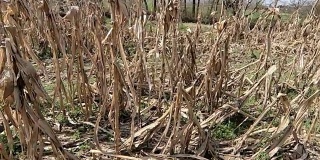 在炎热、阳光充足的日子里，长期干旱摧毁了干燥的玉米地