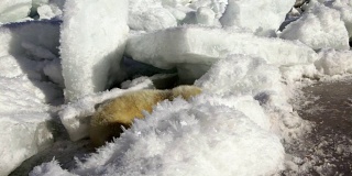 可爱的新生海豹在冰上看着镜头