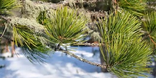 沿着被针和地衣覆盖的雪松树枝移动的视频