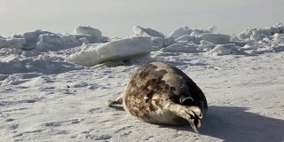 可爱的新生海豹妈妈在冰原上。