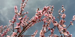 开花的树满是美丽的玫瑰花在春天的蜜蜂飞。