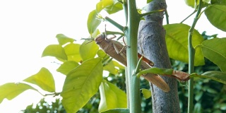 蝗虫在吃植物的叶子，近处。蝗虫破坏绿色植物，宏观。