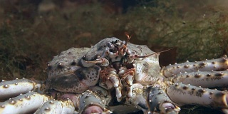 巴伦支海水下寻找食物的巨型帝王蟹。