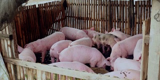 猪在围栏内的浅水中进食和涉水