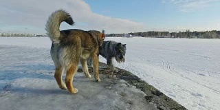 两只狗在冬日风景的背景下玩耍