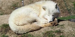 北极狼(Canis lupus arctos)，也被称为梅尔维尔岛狼。狼躺着休息。
