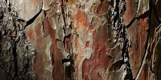 自然背景与松树树皮的一棵树。