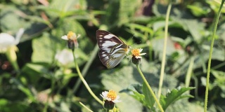 草花上的白蝴蝶