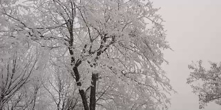 落叶树上覆盖着白霜。大风摇动树枝