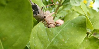 蝗虫在吃植物的叶子，近处。蝗虫破坏绿色植物，宏观。