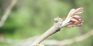 一根长着嫩叶的树枝摇晃着，摄影机向上缓慢移动
