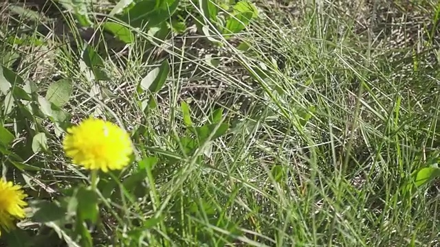 黄色的蒲公英在绿色的草地上慢动作