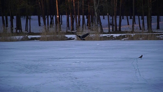 乌鸦。乌鸦在结冰的湖面上飞翔