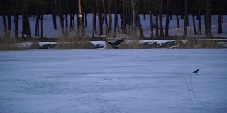 乌鸦。乌鸦在结冰的湖面上飞翔
