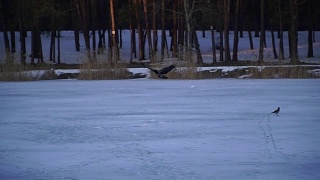 乌鸦。乌鸦在结冰的湖面上飞翔视频素材模板下载