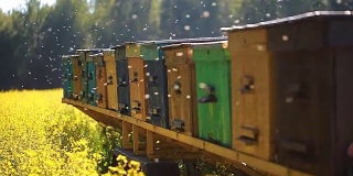 蜜蜂飞到油菜地上的蜂箱
