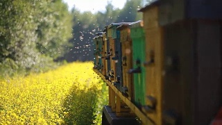 蜜蜂飞到油菜地上的蜂箱视频素材模板下载