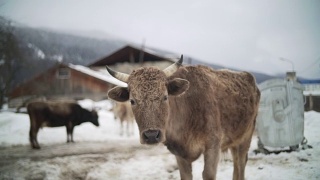 奶牛站在雪地上视频素材模板下载