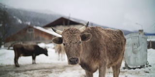 奶牛站在雪地上