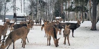 奇特鹿食等。鹿从森林里出来吃东西。可爱的鹿冬天在生物站觅食。动物保护