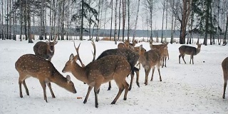 奇特鹿食等。鹿从森林里出来吃东西。可爱的鹿冬天在生物站觅食。动物保护