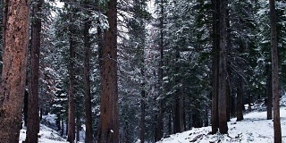 加州红杉林降雪