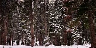 加州红杉林降雪