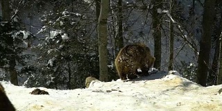 冬天的森林里有棕熊。两只熊在雪地里吃东西。