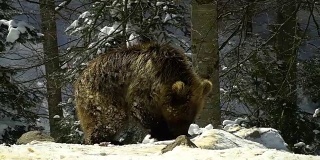 冬天的森林里有棕熊。一只小熊幼崽在雪地里吃东西。