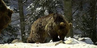 冬天的森林里有棕熊。两只熊在雪地里吃东西。