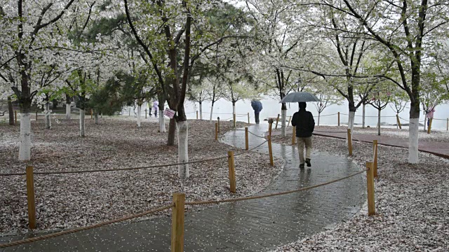北京的春天迎来了一场雨夹雪，游客们在公园里散步