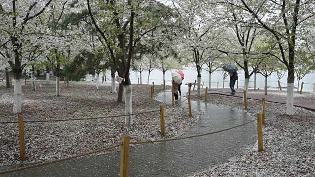 北京的春天迎来了一场雨夹雪，游客们在公园里散步