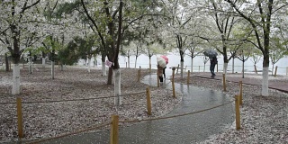 北京的春天迎来了一场雨夹雪，游客们在公园里散步