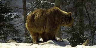 冬天的森林里有棕熊。三只熊在雪地里吃东西。
