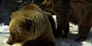 冬天的森林里有棕熊。两只熊在雪地里吃东西。妈妈和她的幼崽。
