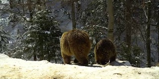 冬天的森林里有棕熊。三只熊在雪地里吃东西。