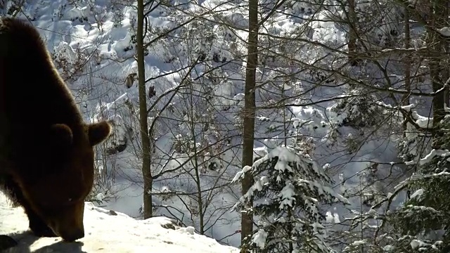 冬天的森林里有棕熊。一只熊在雪地里吃东西。