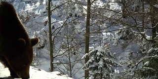 冬天的森林里有棕熊。一只熊在雪地里吃东西。