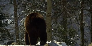 冬天的森林里有棕熊。一只熊在雪地里吃东西。