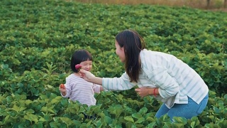 有趣的女儿在农场摘草莓视频素材模板下载