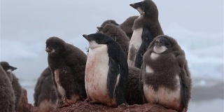 阿德利企鹅在南极洲幼雏