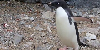 南极的阿德利企鹅