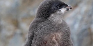 阿德利企鹅在南极洲幼雏