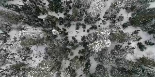 宁静的白雪覆盖的森林树木无人机背景
