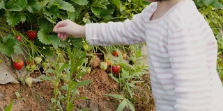 在花园里玩和摘草莓。
