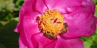 蜜蜂从花中采集花蜜。宏